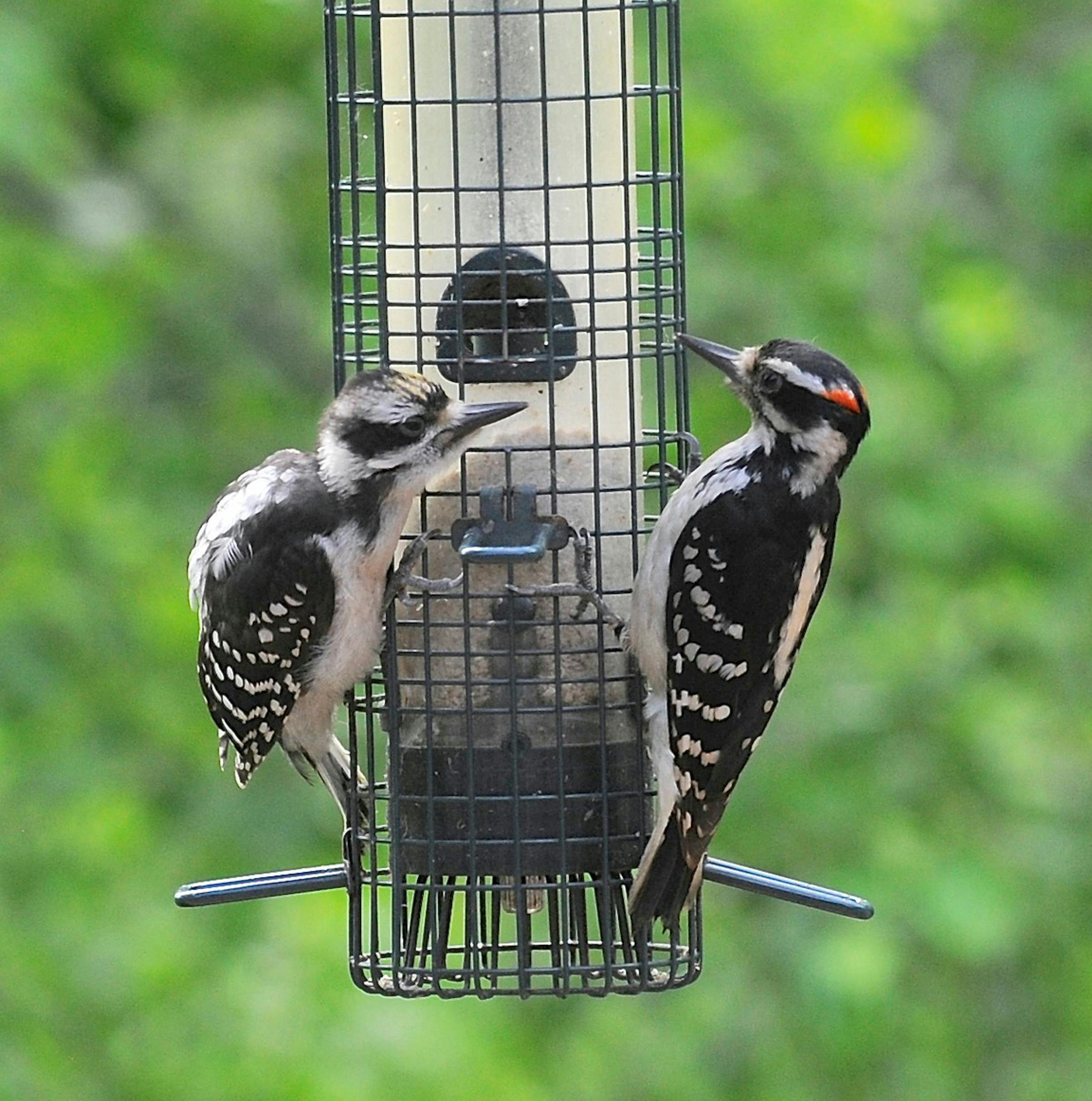 Two young hairy woodpeckers seem to be asking, ìIs this how the parents did it?î
credit: Jim Williams