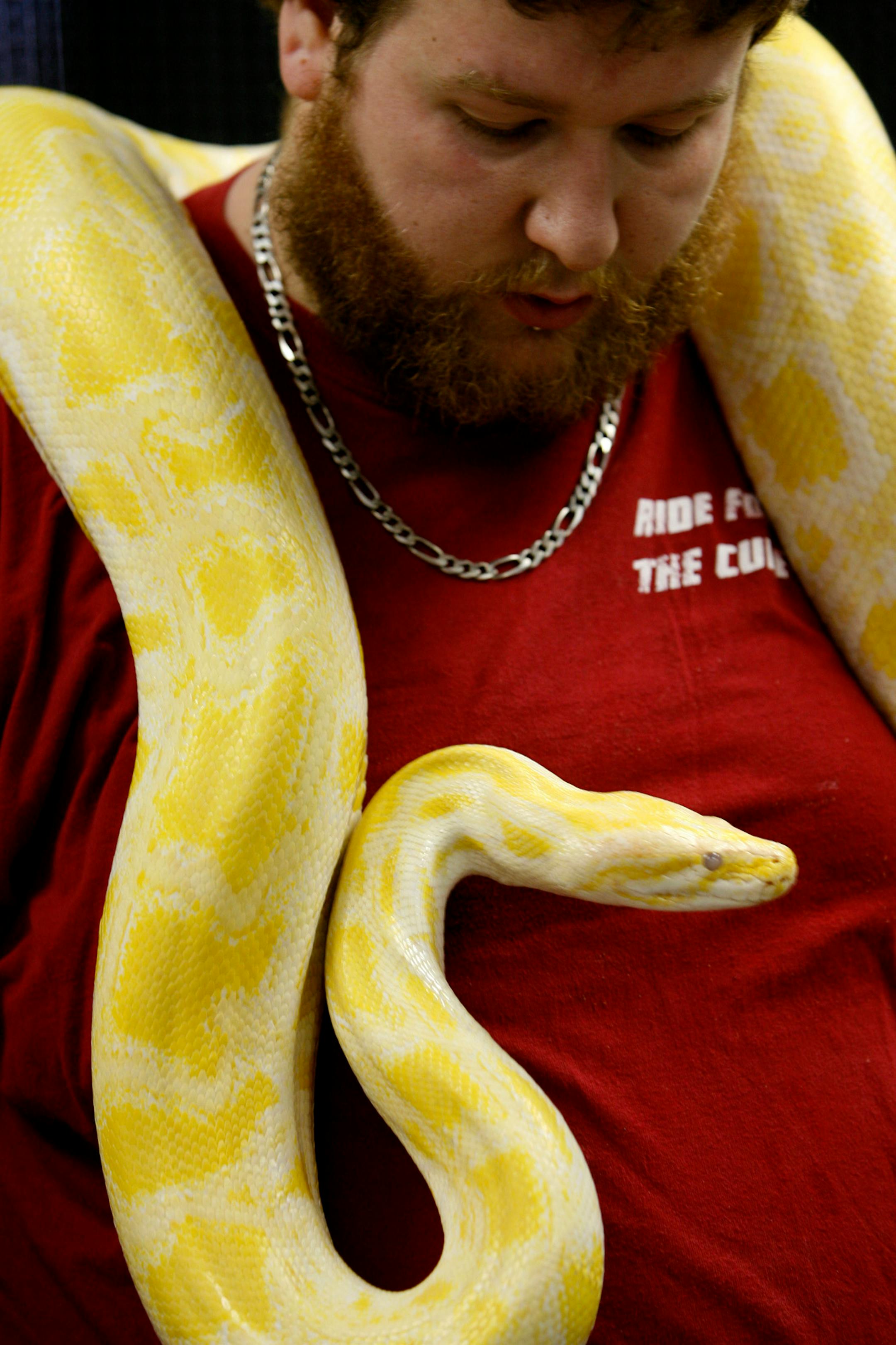 Kaine Trondson holds his albino python at his pet store in North Branch.