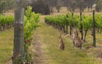 Wild kangaroos touring a vineyard in the Hunter Valley region of New South Wales, Australia.