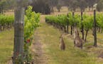 Wild kangaroos touring a vineyard in the Hunter Valley region of New South Wales, Australia.