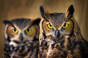 Two great horned owls at the International Owl Center in Houston, Minn. 