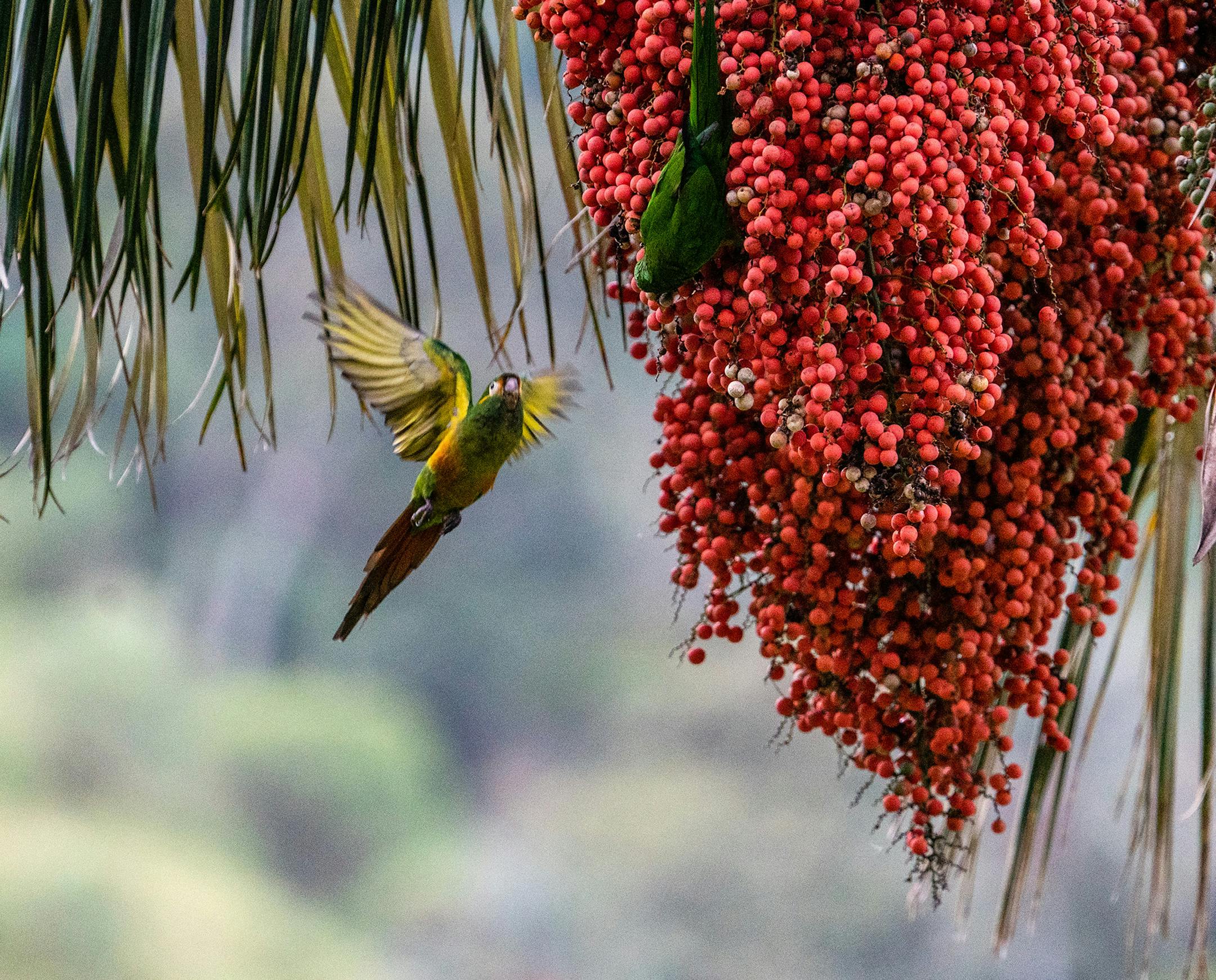 **EMBARGO: No electronic distribution, Web posting or street sales before TUESDAY 3:01 A.M. ET NOV. 5, 2019. No exceptions for any reasons. EMBARGO set by source.** A group of parrots, which are among the many types of birds that thrive on the fruit of the wax palm, eat the fruit of wax palms in the Tochecito river basin in Colombia, on Sept. 1, 2019. Growing as high as 200 feet, Colombia’s national tree was once considered the world’s tallest but with decades of guerrilla war ebbi
