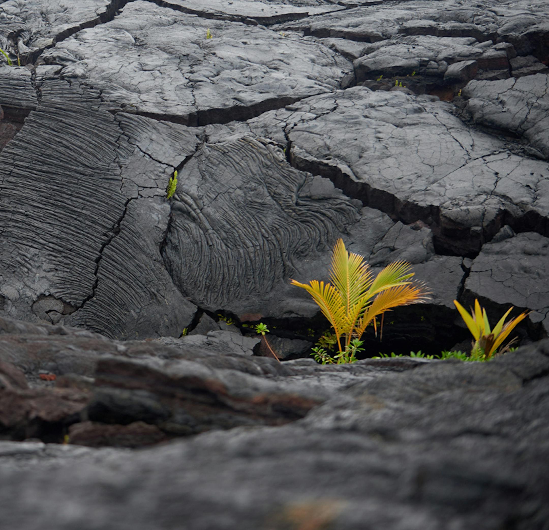 Life springs from lava on the Island of Hawaii. Photo by AJ Feducia, Hawaii Tourism Authority