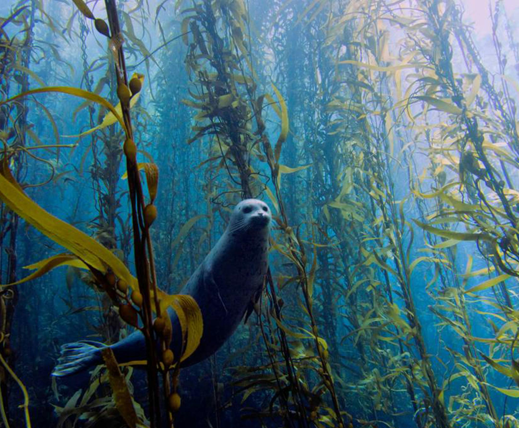 HANDOUT IMAGE: Best Overall Photo in the 2013 University of Miami Underwater Photo Contest. A Harbor seal swims through a kelp forest (Photo by Kyle McBurnie / Courtesy of the University of Miami)