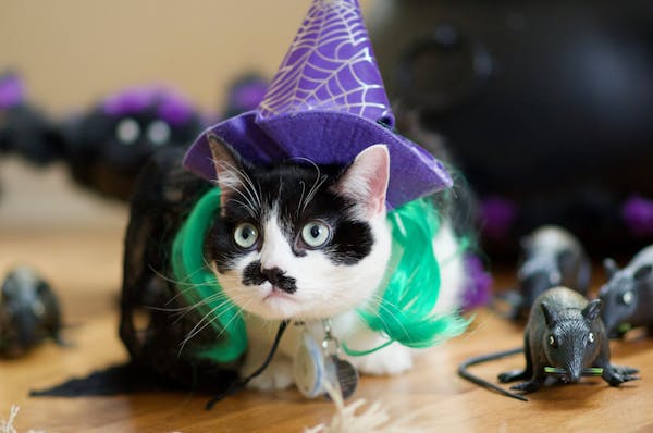 2018 Halloween pet costume contest
Costume: Witch
Pets: Toast
Owner: Maria Slusser
