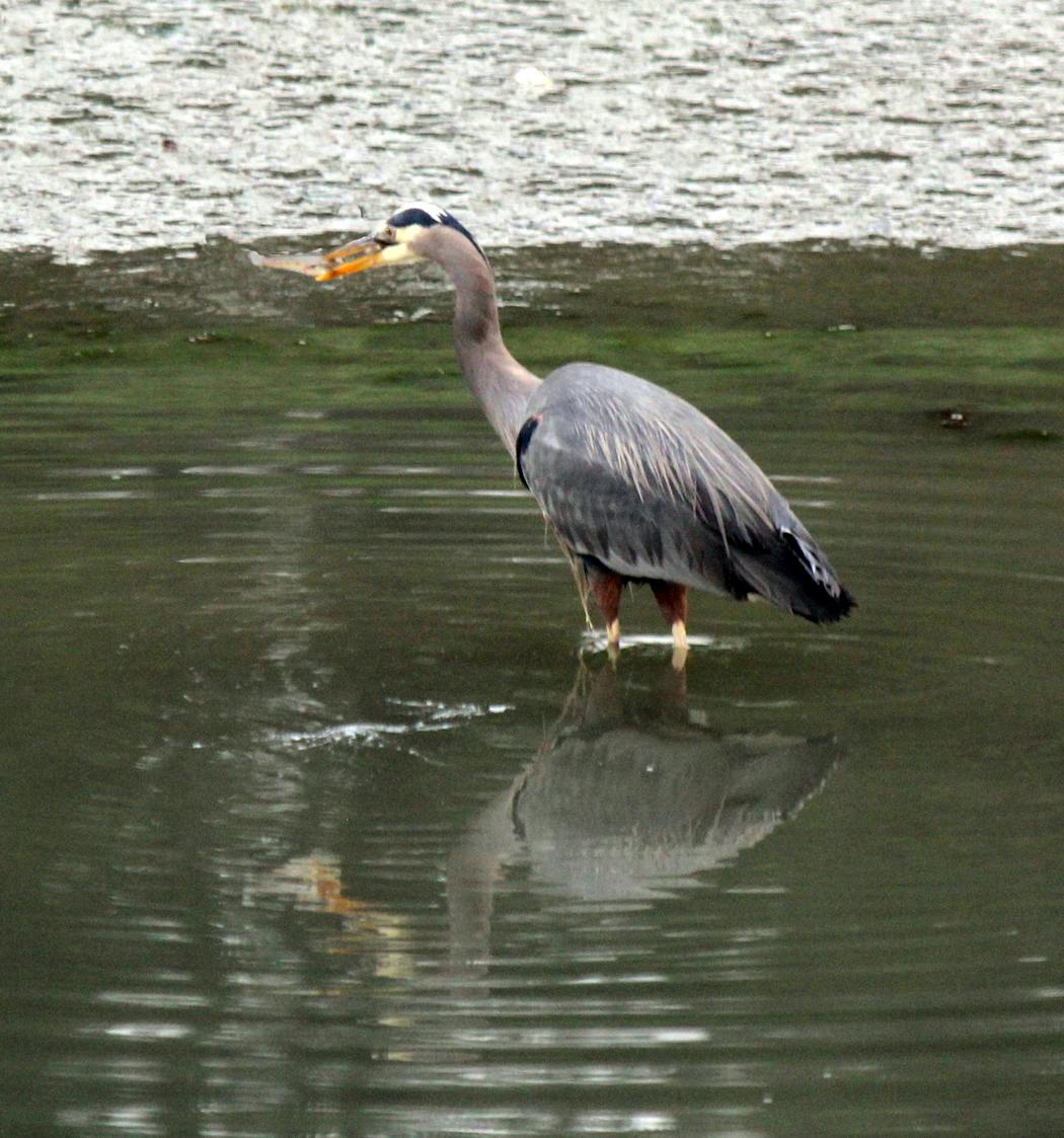 Blue herons are among the many wildlife that can be spotted at Glacier Bay National Park.