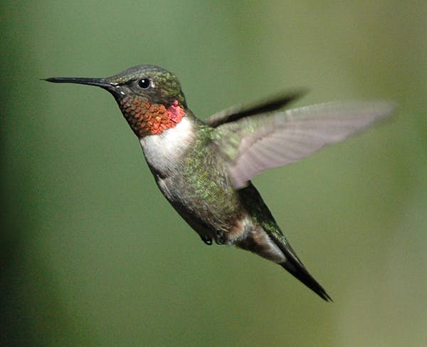 A male ruby-throated hummingbird in all his glory.