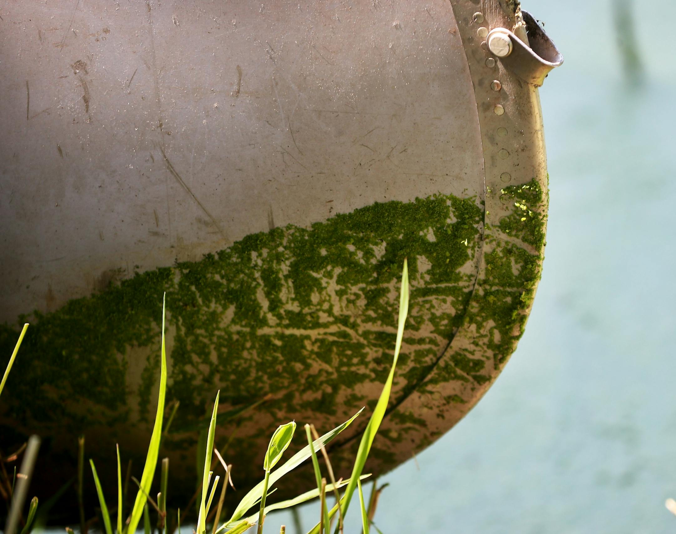 Duckweed and algae bloom on a canoe in Winchester Pond Wednesday, July 23, 2019, in Bloomington, MN.