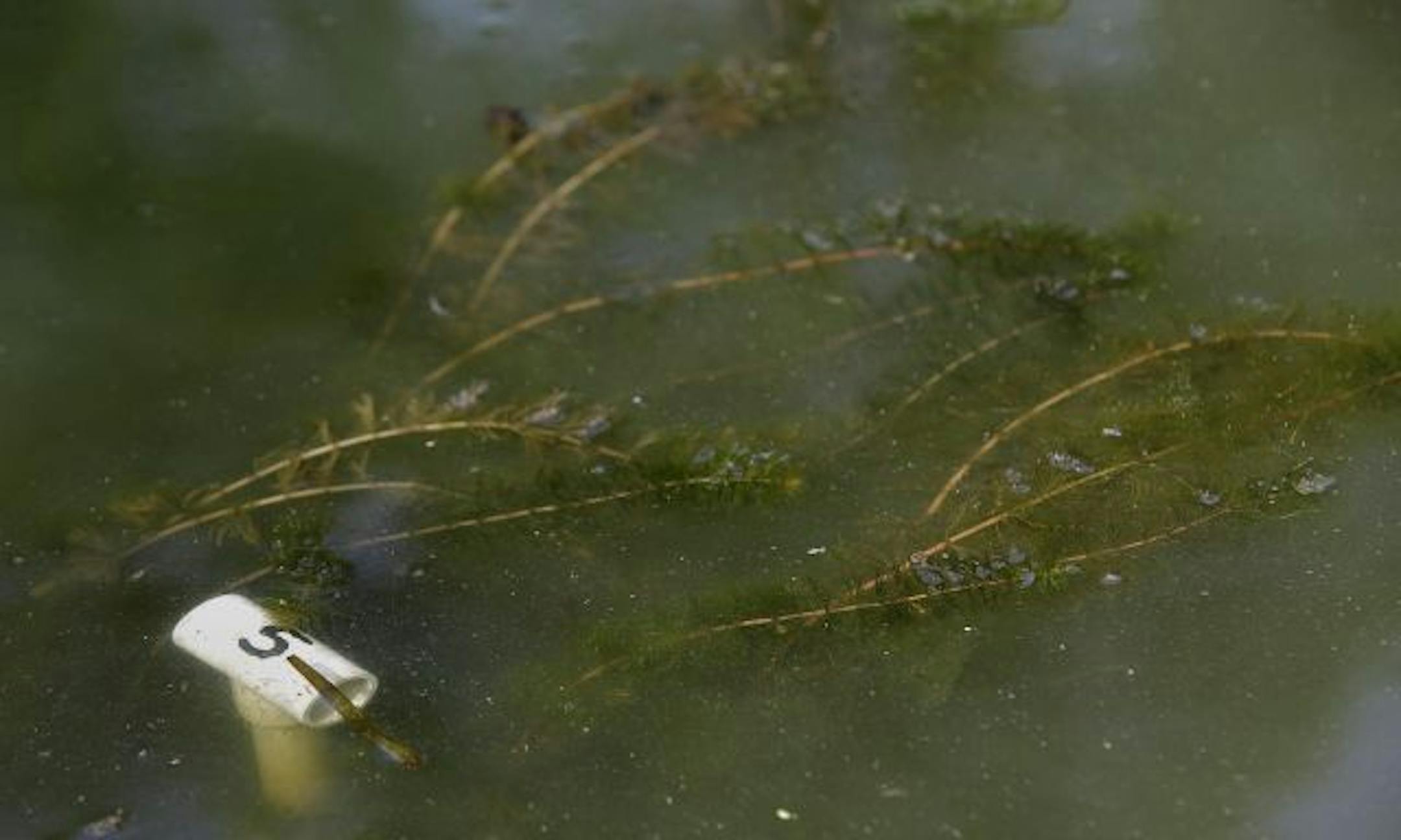 This Northern Milfoil, which is native to Minnesota, is being reintroduced to Lake Susan in a controlled part of the lake. Researchers are trying to encourage native plants to grow after carp are removed.