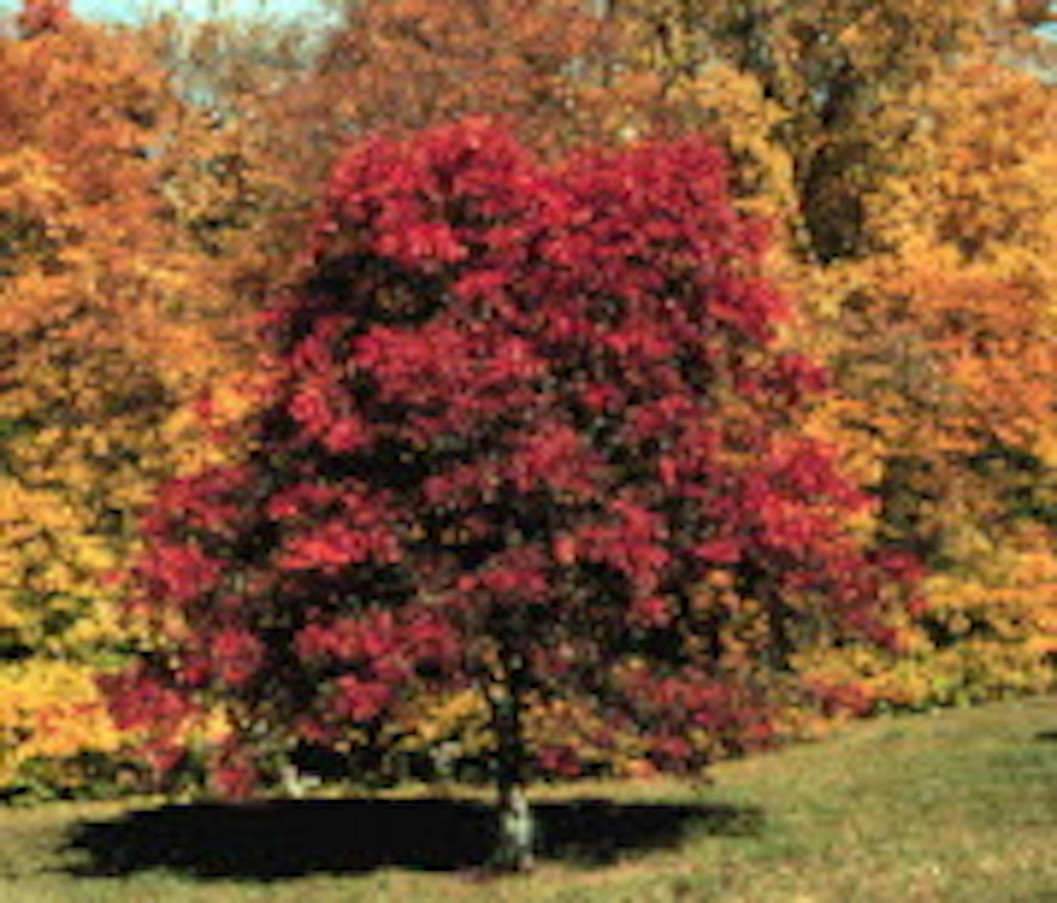 'Autumn Splendor' buckeye developed by the U Photo credit: U of MN Extension Service