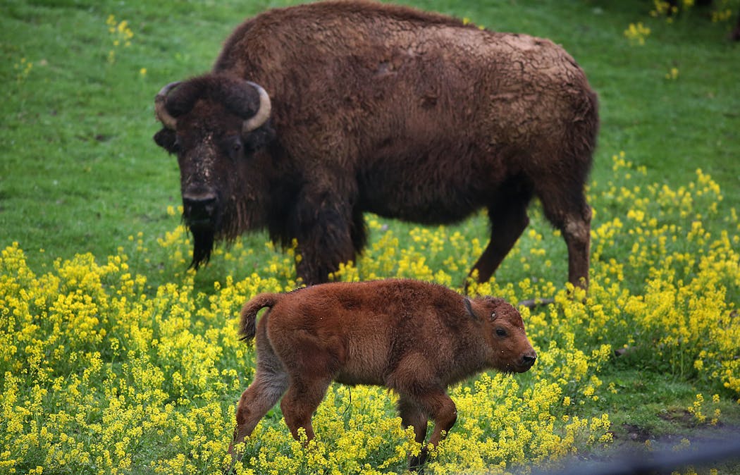A male bison was born in 2016 at the Minnesota Zoo, which works with the state DNR to expand the Minnesota Bison Conservation Herd.