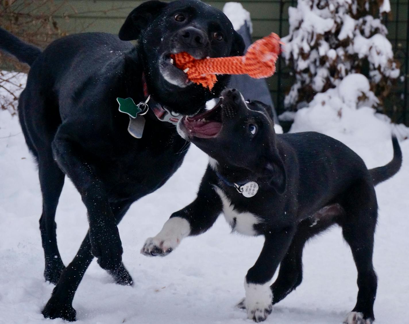 Sometimes it's hard to get Angus to remember that he's outside for (ahem) a reason. He gets caught up playing with Rosie and forgets to go.