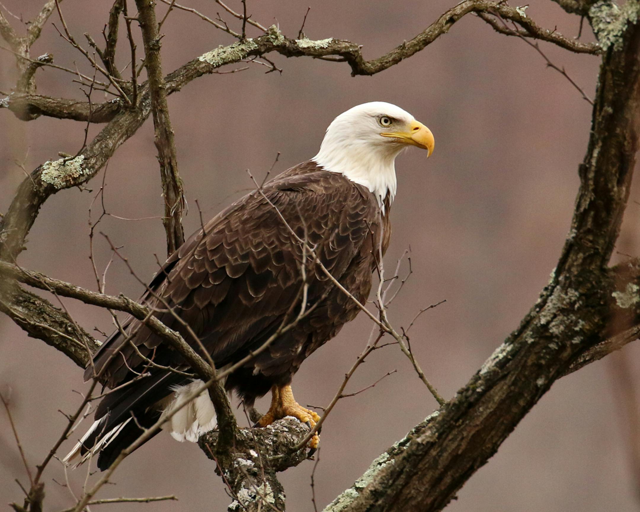 Photo by Phyllis Terchanik ONE-TIME USE ONLY WITH VAL's Column. The male eagle is on guard nearby.