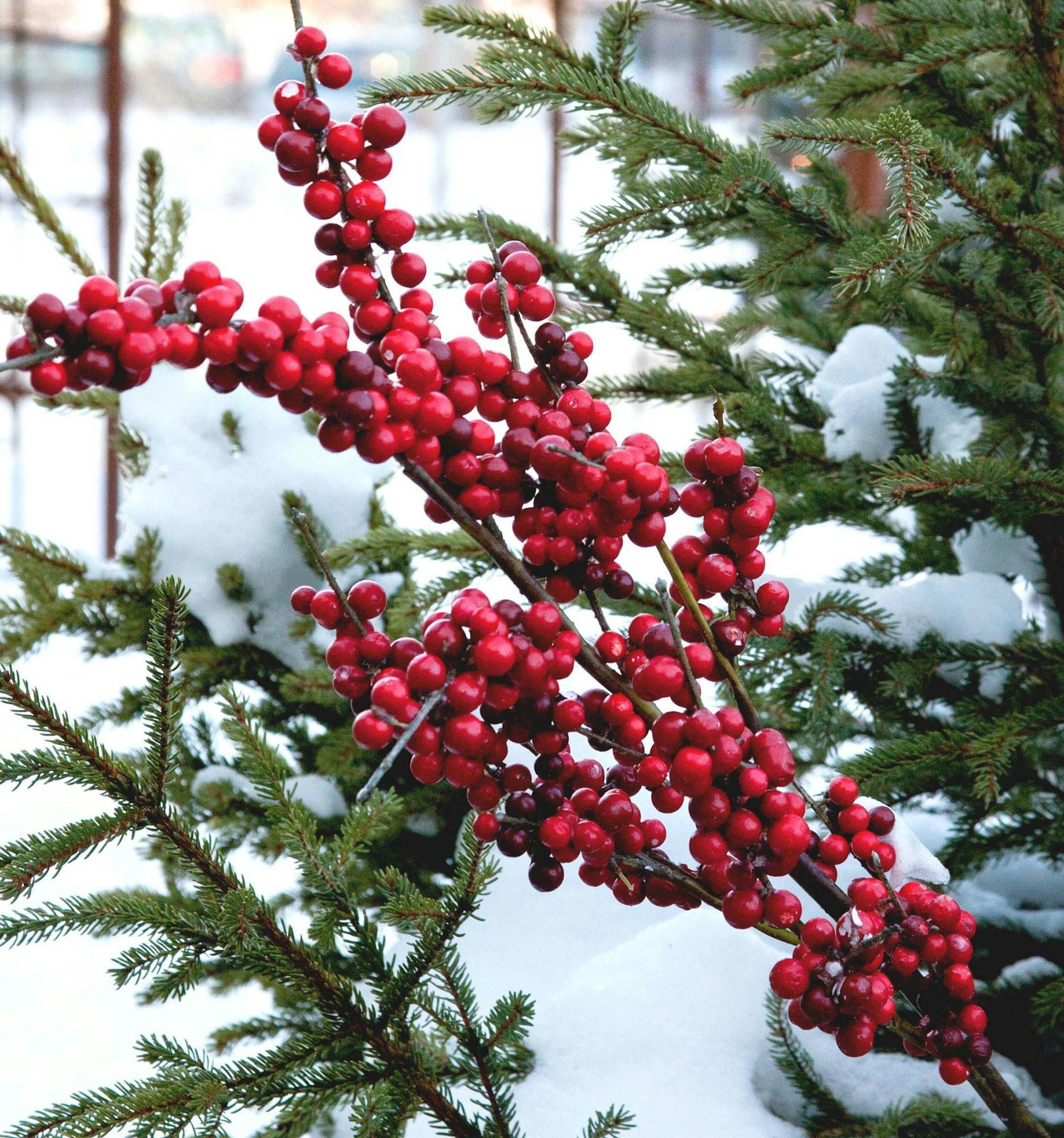 Photos and other artwork will be sold at the Arb's holiday sale