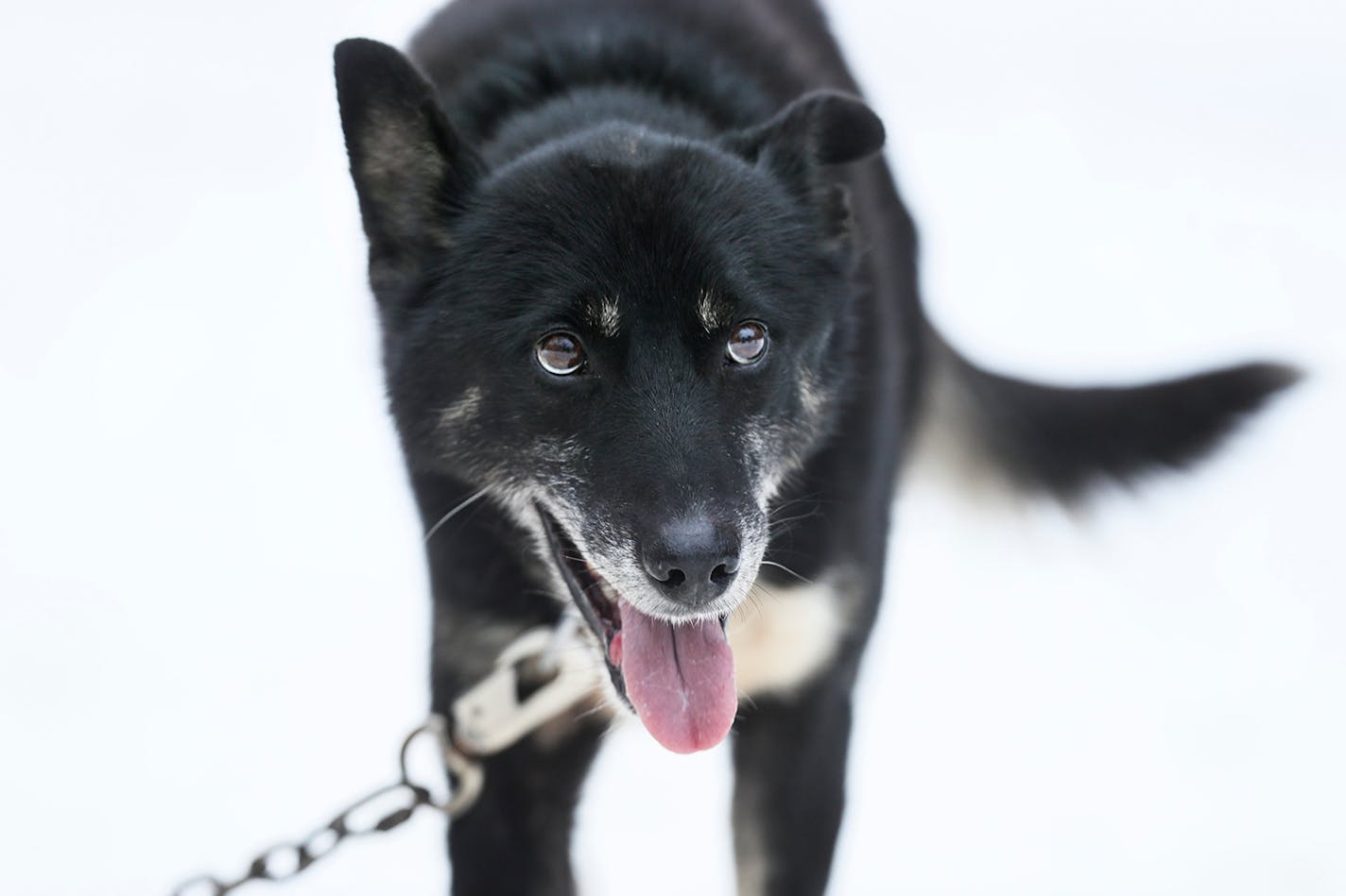 Endor - Colleen Wallin, Silver Creek Sled Dogs, handicaps her gang line and tells us what makes her dogs tick. Advancer for Beargrease Sled Dog Race. ] BRIAN PETERSON ¥ brian.peterson@startribune.com
Two Harbors, MN 12/18/2017