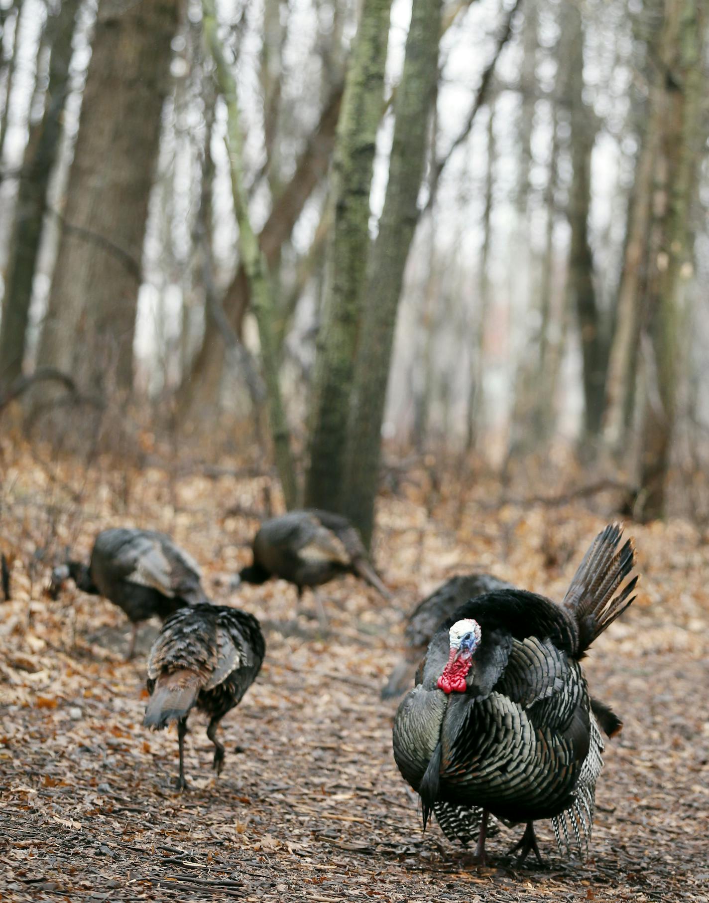 Turkeys stooded on the trails early Thursday morning. A small group of birdwatchers looked for migratory birds at the Springbrook Nature Center Thursday April l9, 2015 in Fridley, Minnesota. ] Jerry Holt/ Jerry.Holt@Startribune.com