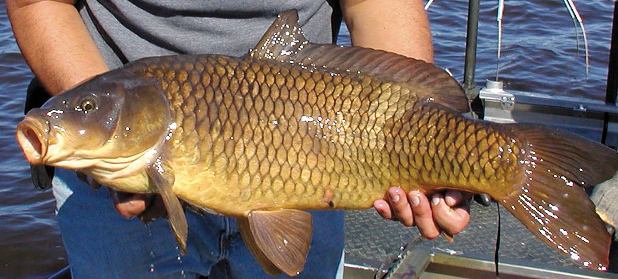 DNR photo A common carp -- an invasive species that plagues Minnesota waters. ORG XMIT: MIN2014080414240139