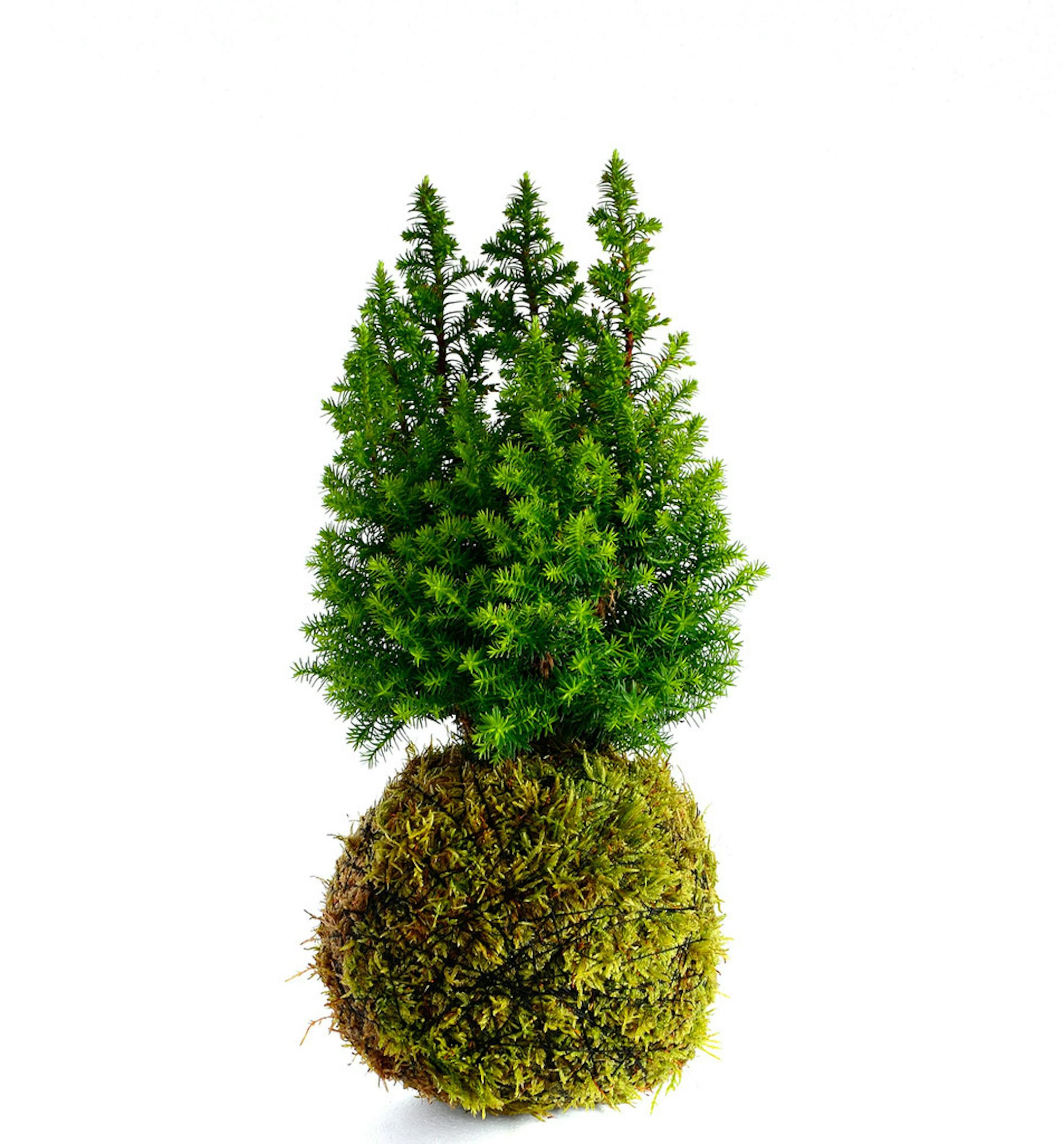 Learn about the Japanese art of growing plants in a moss-covered ball of soil.