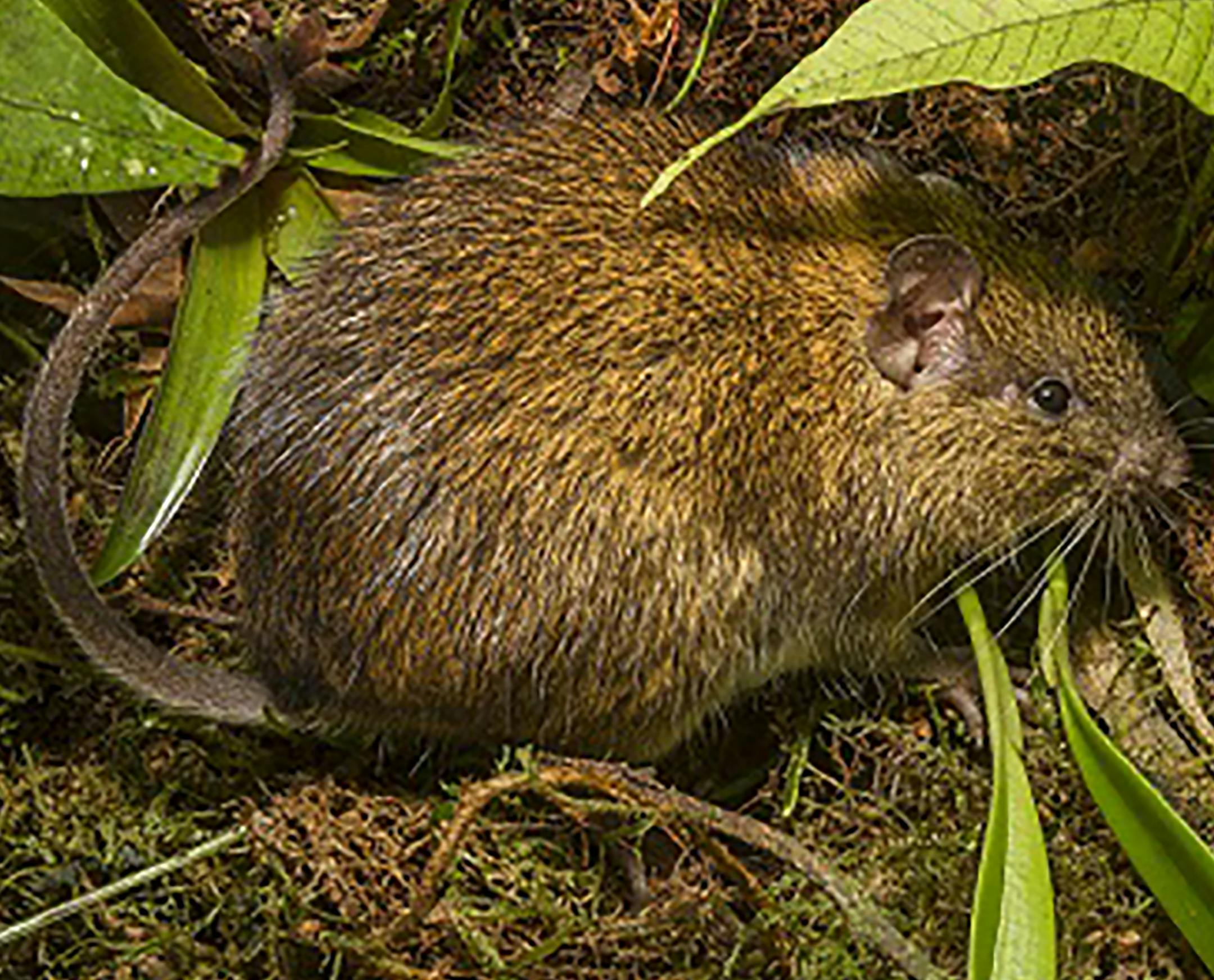 A photo provided by the Wildlife Conservation Society of a spiny rat. In June 2015, a team of scientists at Madidi National Park in Bolivia documented 8,524 different species in the park. (Mileniusz Spanowicz/Wildlife Conservation Society via The New York Times) -- NO SALES; FOR EDITORIAL USE ONLY WITH NYT STORY SCI WATCH BY JAMES GORMAN OF MAY 29, 2018. ALL OTHER USE PROHIBITED. --