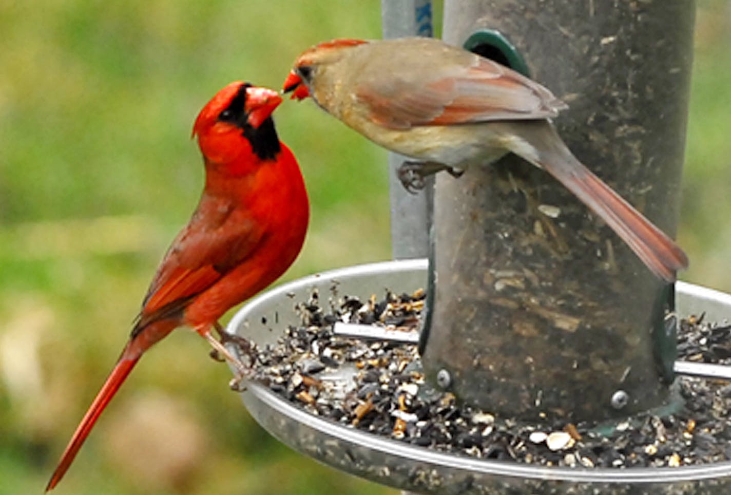 As nesting season approaches, a male cardinal courts his mate by passing her a tasty morsel from beak to beak. credit: Jim Williams