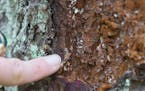 Jessica Hartshorn, a forester with the Minnesota Department of Natural Resources, points out a dead larch beetle under the bark of a tamarack tree in 