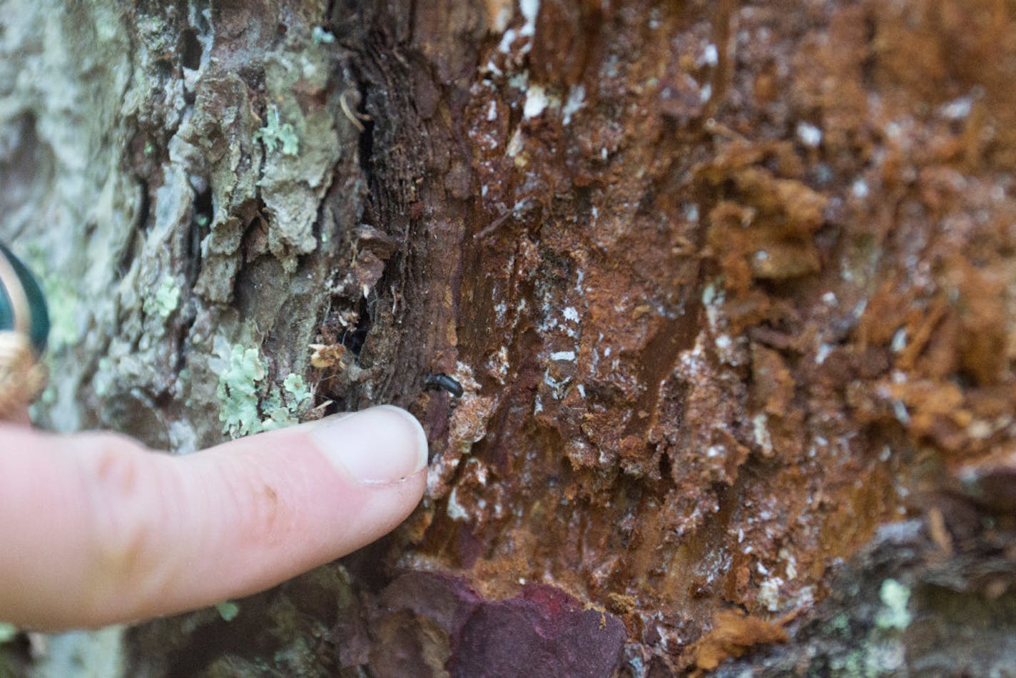 Jessica Hartshorn, a forester with the Minnesota Department of Natural Resources, points out a dead larch beetle under the bark of a tamarack tree in the forest south of Grand Rapids. The bugs, native to Minnesota, have exploded since 2000 because of longer warm seasons.