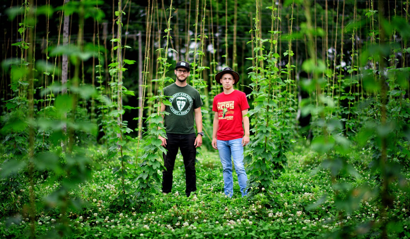 Ben Boo and Eric Sannerud are cofounders of Mighty Axe Hops. ] GLEN STUBBE * gstubbe@startribune.com Monday, June 13, 2016, Eric Sannerud and Ben Boo are cofounders of Mighty Axe Hops. Minnesota's booming craft beer industry has created a huge demand for hops, an ingredient that provides bitter, citric or zesty flavors. Brewers are increasingly interested in local sources of hops, which grow on tall vines and are harvested in mid-August. One entrepreneur who planted his first 20 plants four year