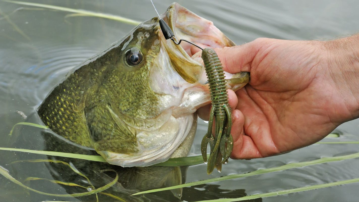 This five pound-plus largemouth bass caught by Lindy Frasl fell for a Texas-rigged plastic crawfish. Although technically not a jig, Frasl fishes the rig with the same drag-and-stop method he employs when using an actual jig.