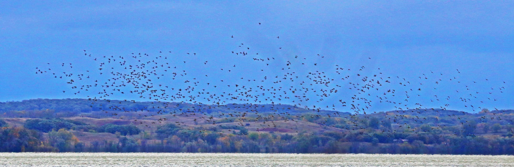 A thousand or more redhead ducks traded in strong winds across Lake Christina Friday morning, a sign of the lake's good health.