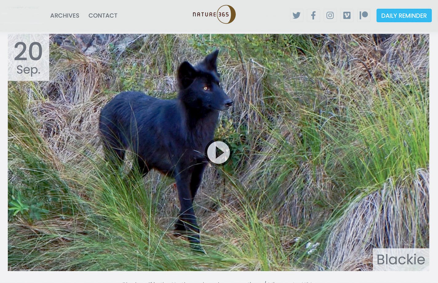 Credit: Jim Brandenburg. Screen capture with the N 365 site graphics of a black member of my resident wolf pack that passed through Ravenwood property near Ely on edge of the BWCAW. (Sept. 20)