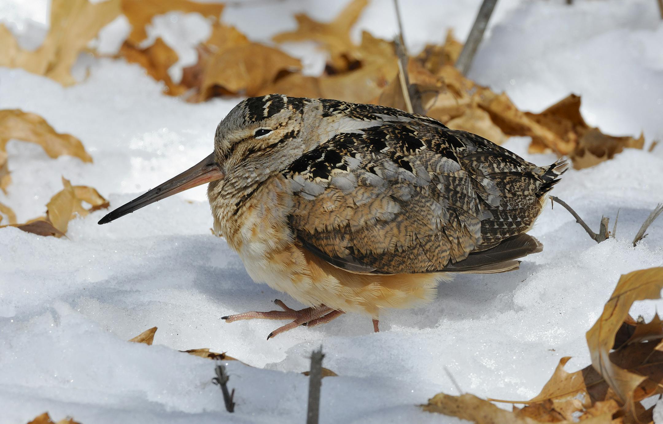This woodcock is obviously in poor health. An early April snowstorm followed by several days of below freezing temperatures, kept it from feeding on earthworms. Three hours after this image was taken the woodcock was dead.