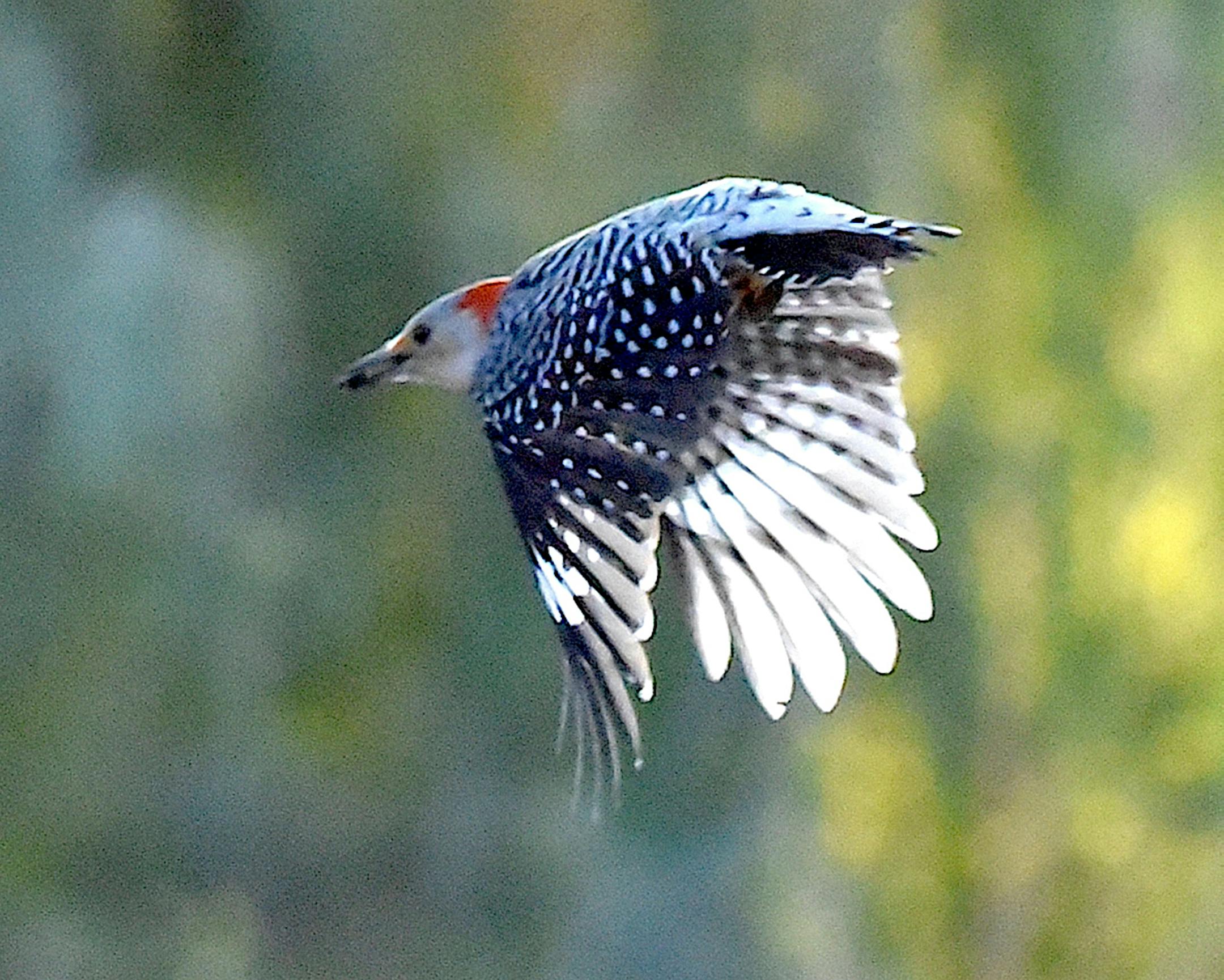 Red-bellied woodpecker in flight. Jim Williams photo