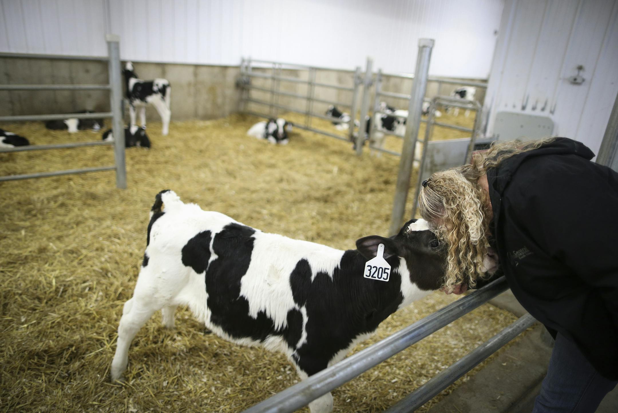 Michele Rohe put her face lovingly up to a calf in her dairy farm's calf feeder near Freeport, Minn., on Monday, November 3, 2014. Calf feeders give heifer calves a chance to move around, feed when they want and interact with other calves and humans more frequently than the traditional individual pens. ] RENEE JONES SCHNEIDER &#x2022; reneejones@startribune.com