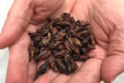 These are a feature and a bug. A handful of chapulines, an edible grasshopper from Mexico.