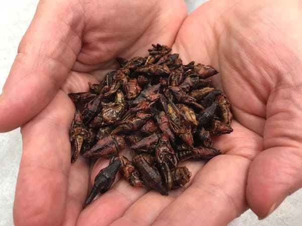 These are a feature and a bug. A handful of chapulines, an edible grasshopper from Mexico.