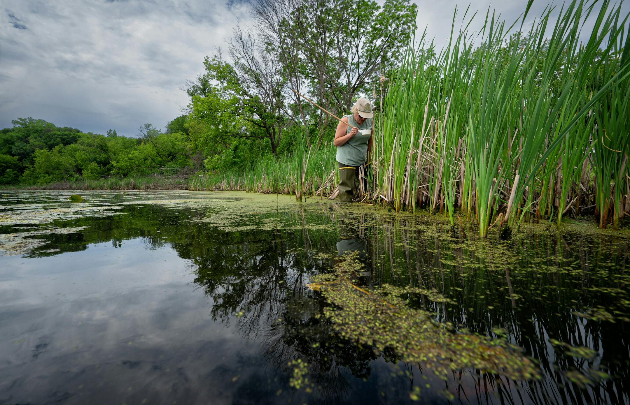 Field technician Gabriella Chacon looked for mosquito larva in Pomerleau Lake.