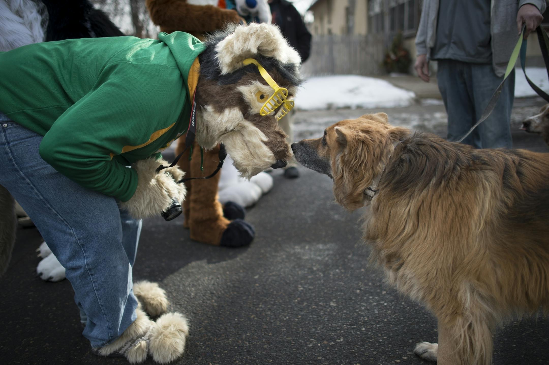 Steffen Holler, who goes by the "fursona," Ski, a husky, connected with a canine friend before the start of the Winter Carnival Parade in late January.