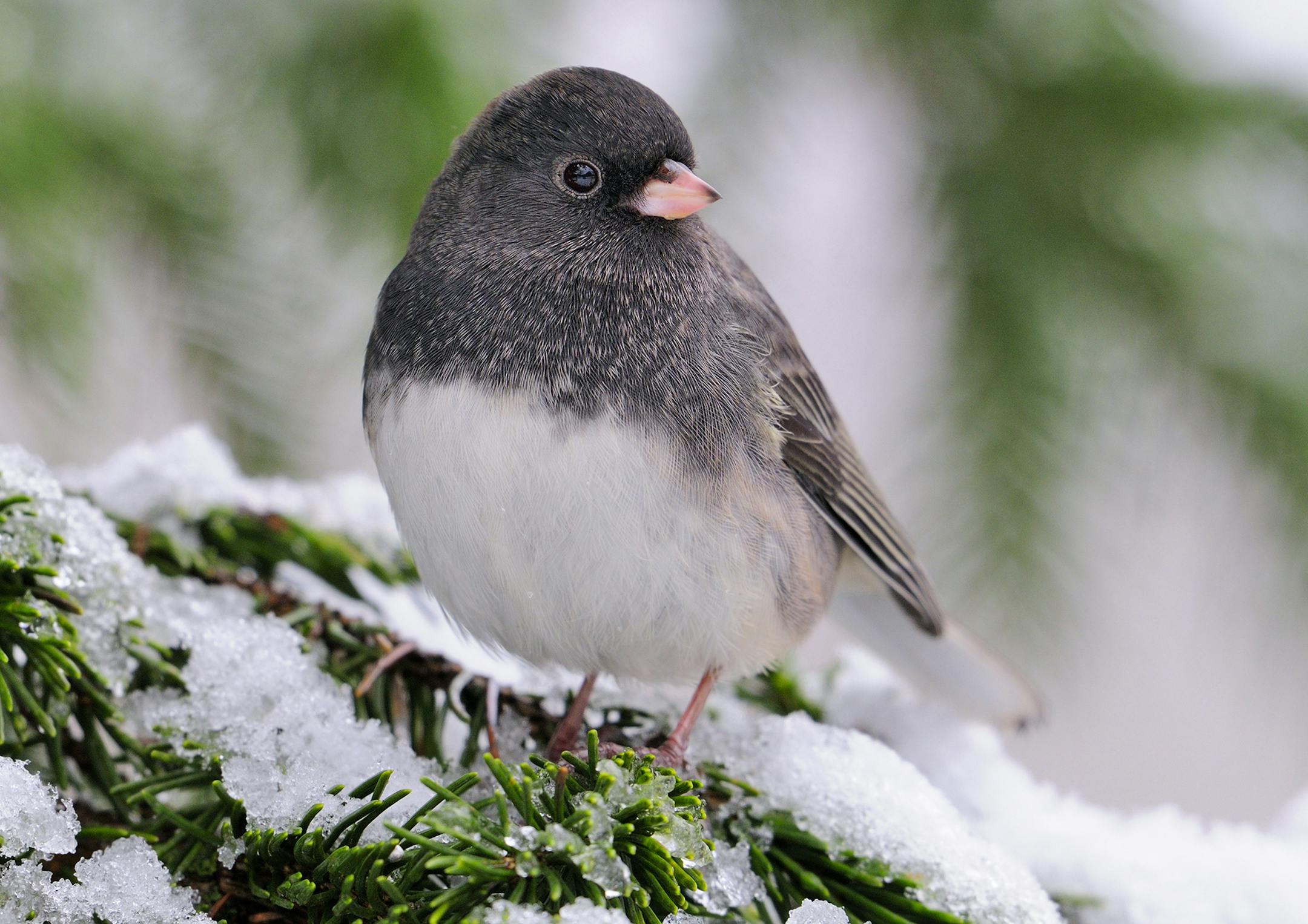 Juncos, like the dark-eyed one above, are fairly common during winter around backyard bird feeders.