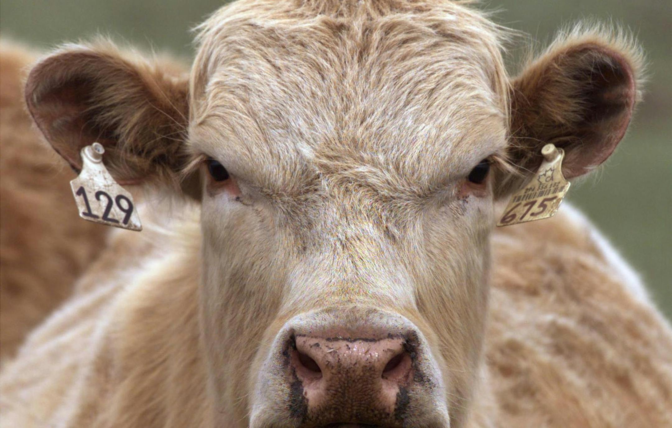 A cow is shown on a farmer's field in High River, Canada, Thursday, May 22, 2003. Seven herds of cattle are now under quarantine in Canada, investigators said Thursday as officials broadened their search for the origins of North America's first case of mad cow disease in a decade. (AP Photo/CP, Adrian Wyld)