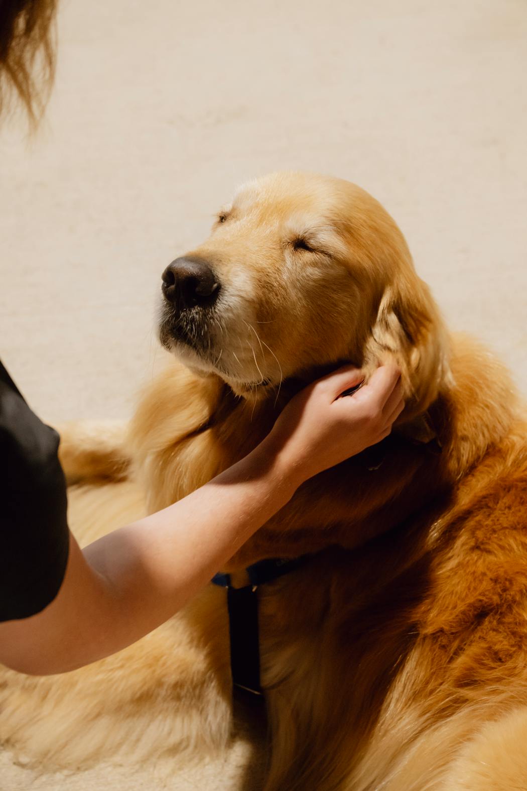 Beacon, a four-year-old golden retriever and therapy dog, at the U.S. gymnastics championships in Forth Worth, Texas, on June 1. Beacon began working with USA Gymnastics last year as part of the organization's efforts to transform the sport's toxic culture. More dogs quickly followed.