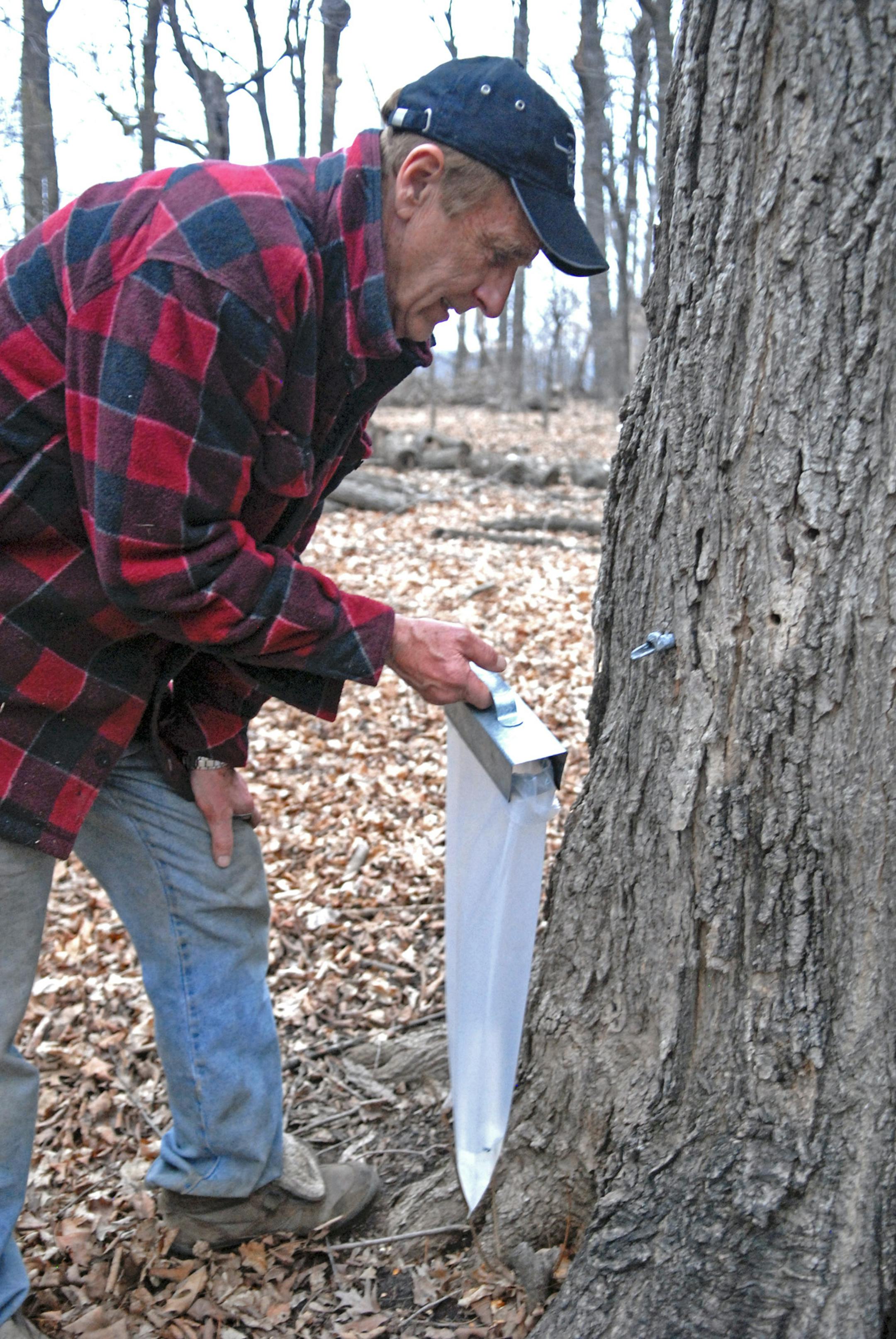 Lon Navis checks a tree that he says is a perennial producer of sap. But this year it too is struggling to produce, due to the warm weather.