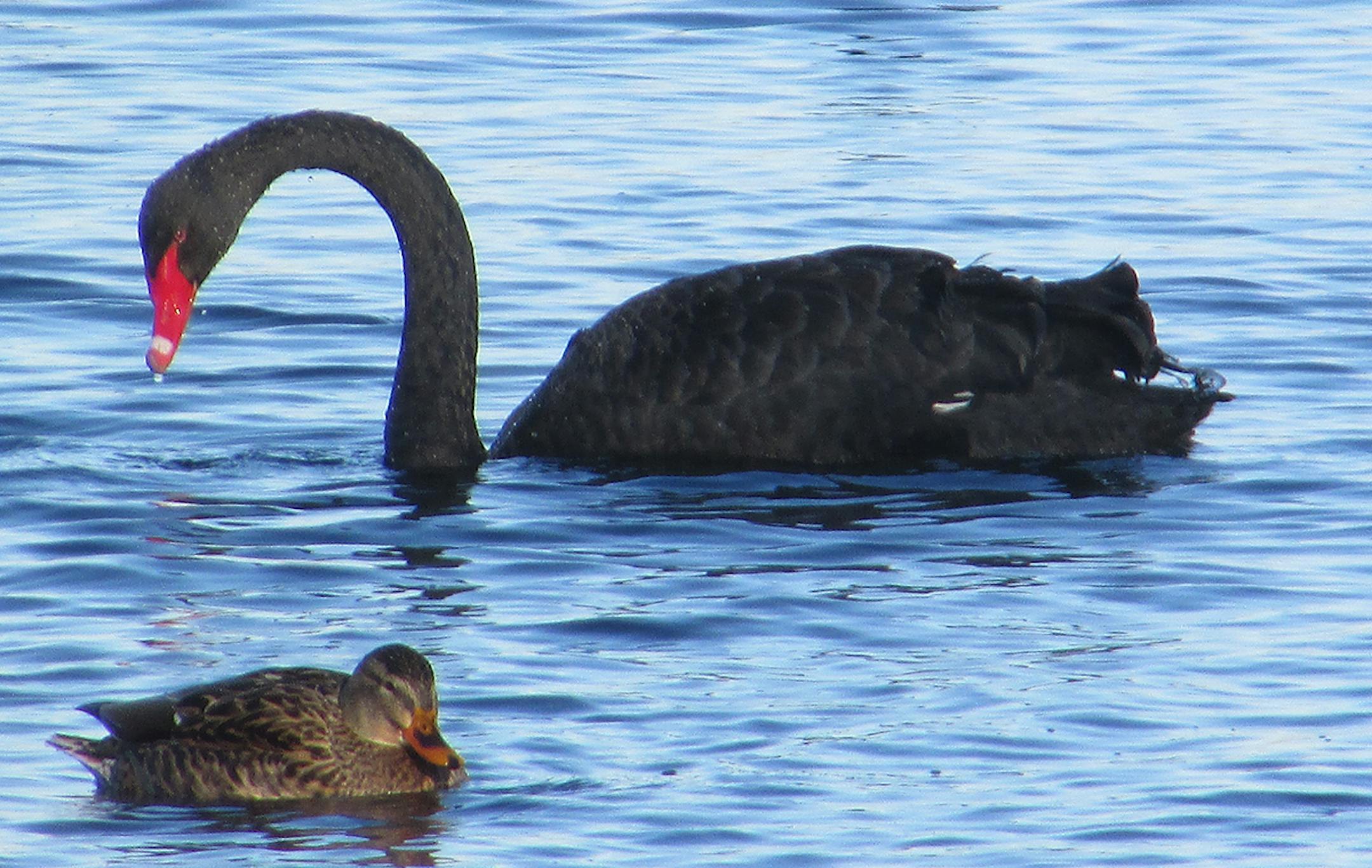 Black swan, photo by Chrissie Dunlap