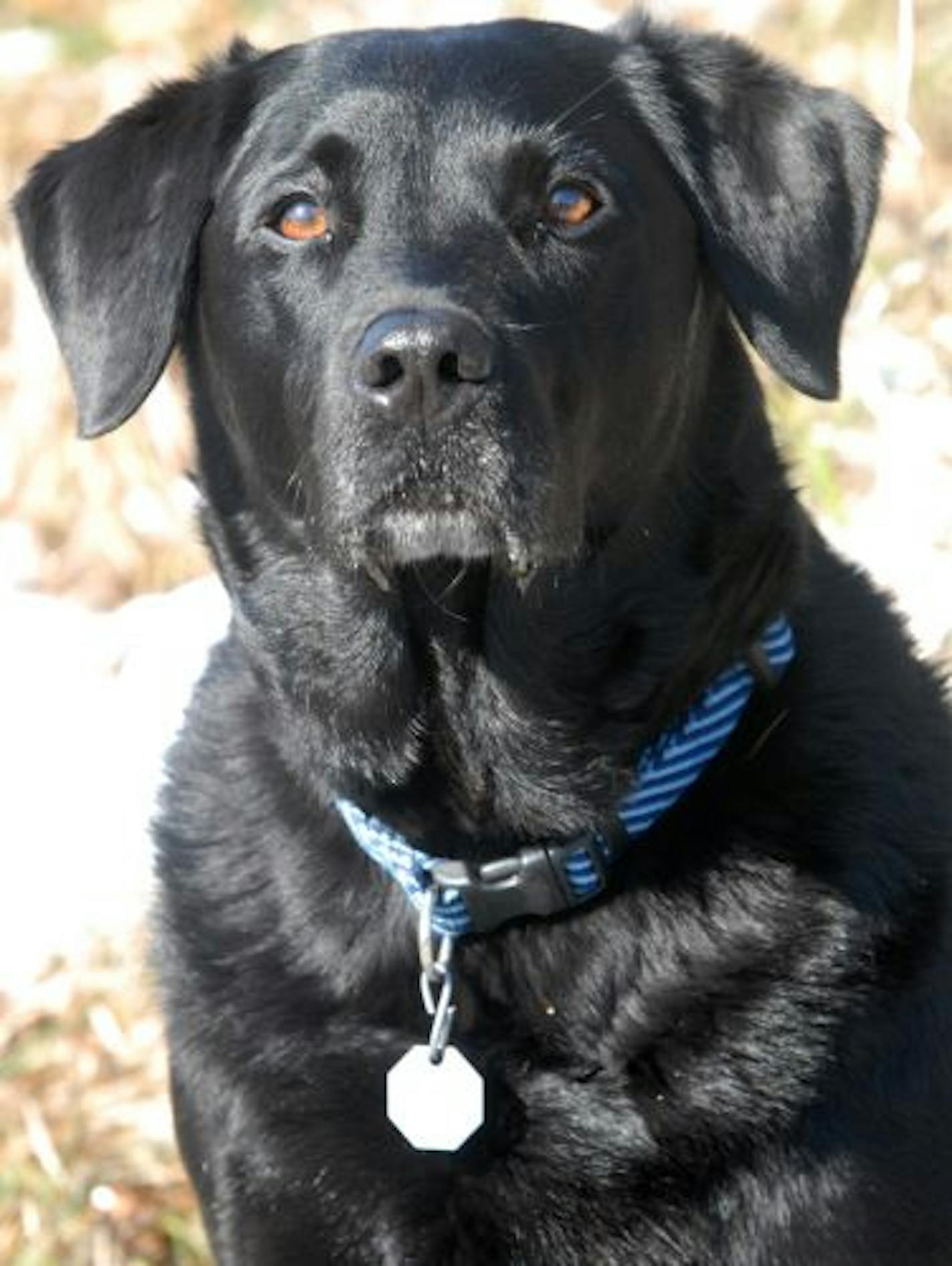 Brit, a black Labrador owned by Dennis Lien of Lake Elmo.