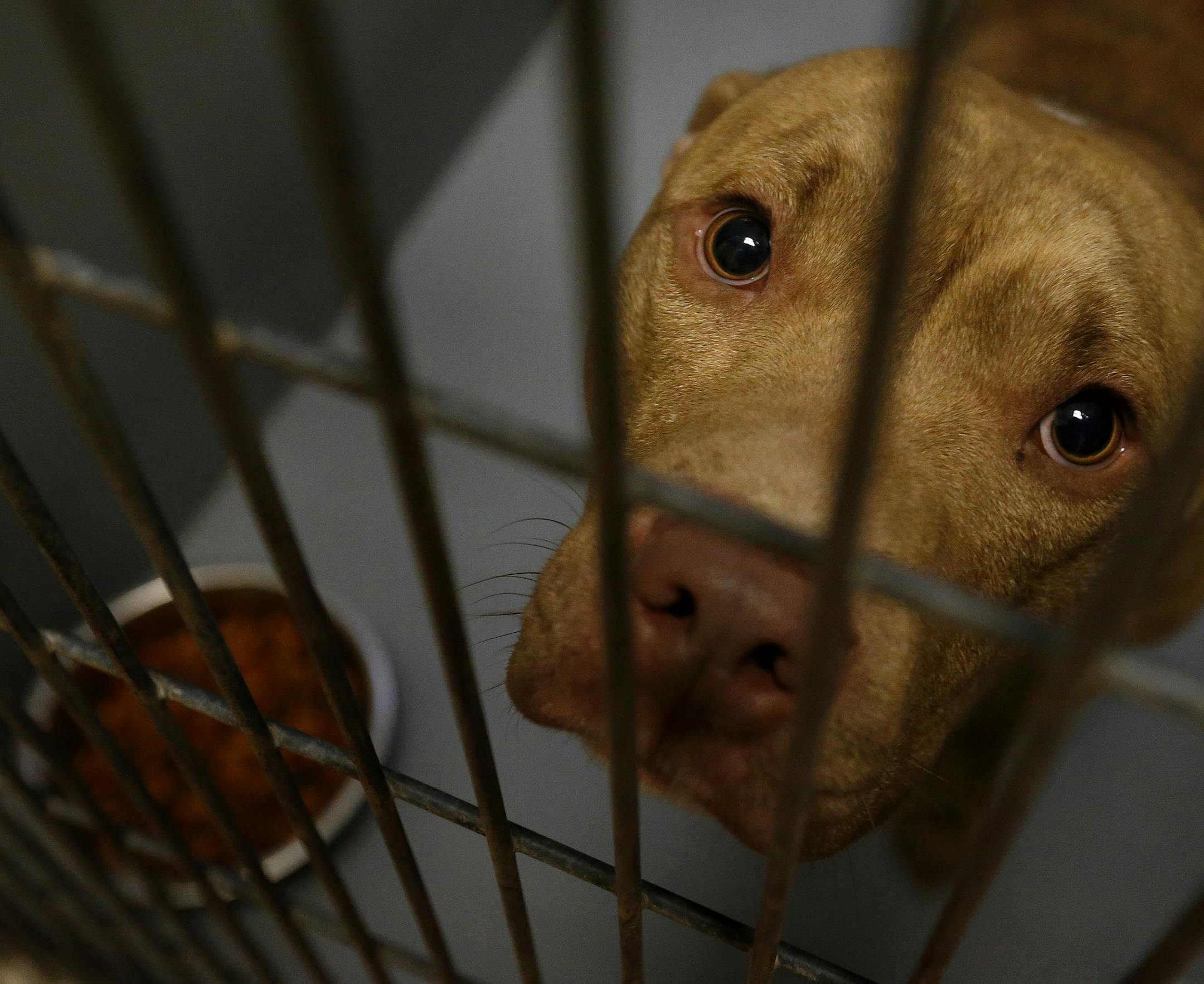 A male pit bull sat in his cage at the Animal Control Center in St. Paul on Monday afternoon. ] CARLOS GONZALEZ cgonzalez@startribune.com - November 10, 2014, St. Paul, Minn., St. Paul is considering an animal rights ordinance to discourage the euthanizing of dogs and cats stranded in shelters, making it apparently the first Minnesota city to look at a national proposal that has been enacted elsewhere. What makes it interesting is that a number of animal rights groups, including PETA, don't like