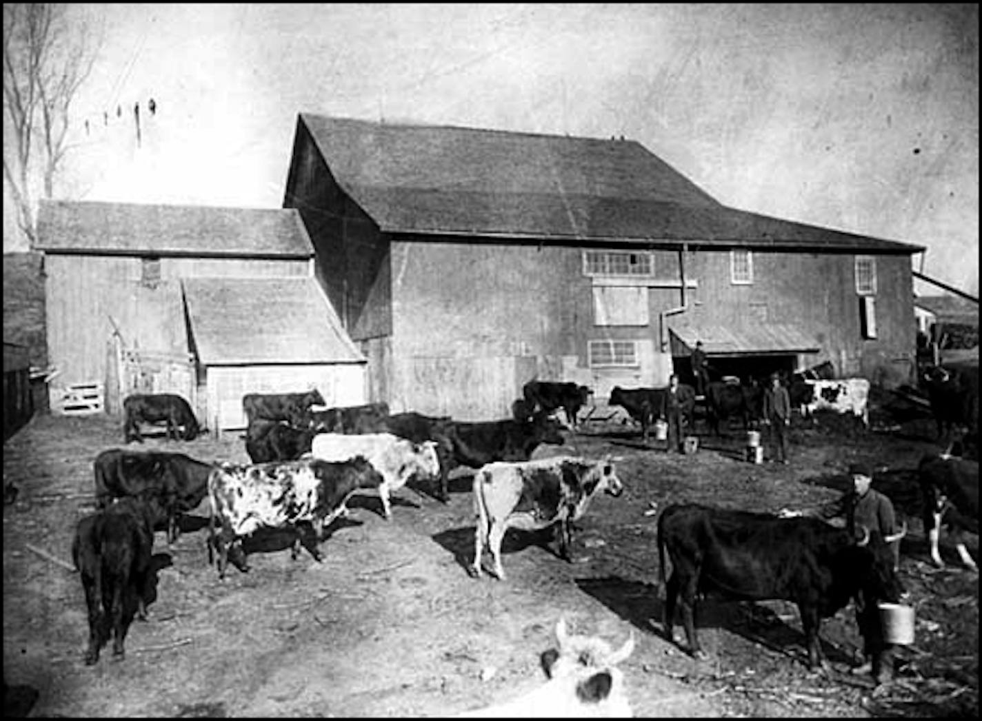 Cows and milk boys, School for the Feeble Minded, Faribault Photographer: Frederick E. Haynes Photograph Collection ca. 1904