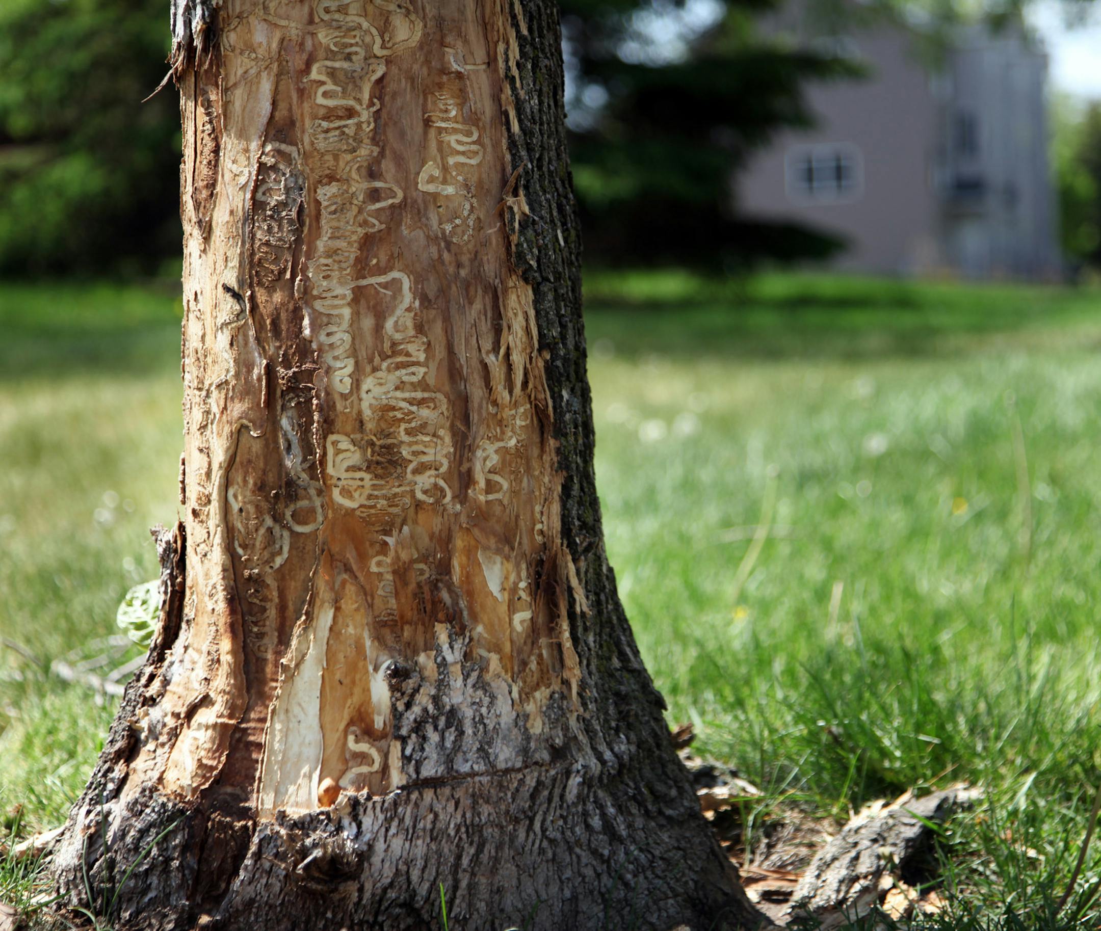 Bark was removed from an ash tree that is infested with emerald ash borers in St. Paul.