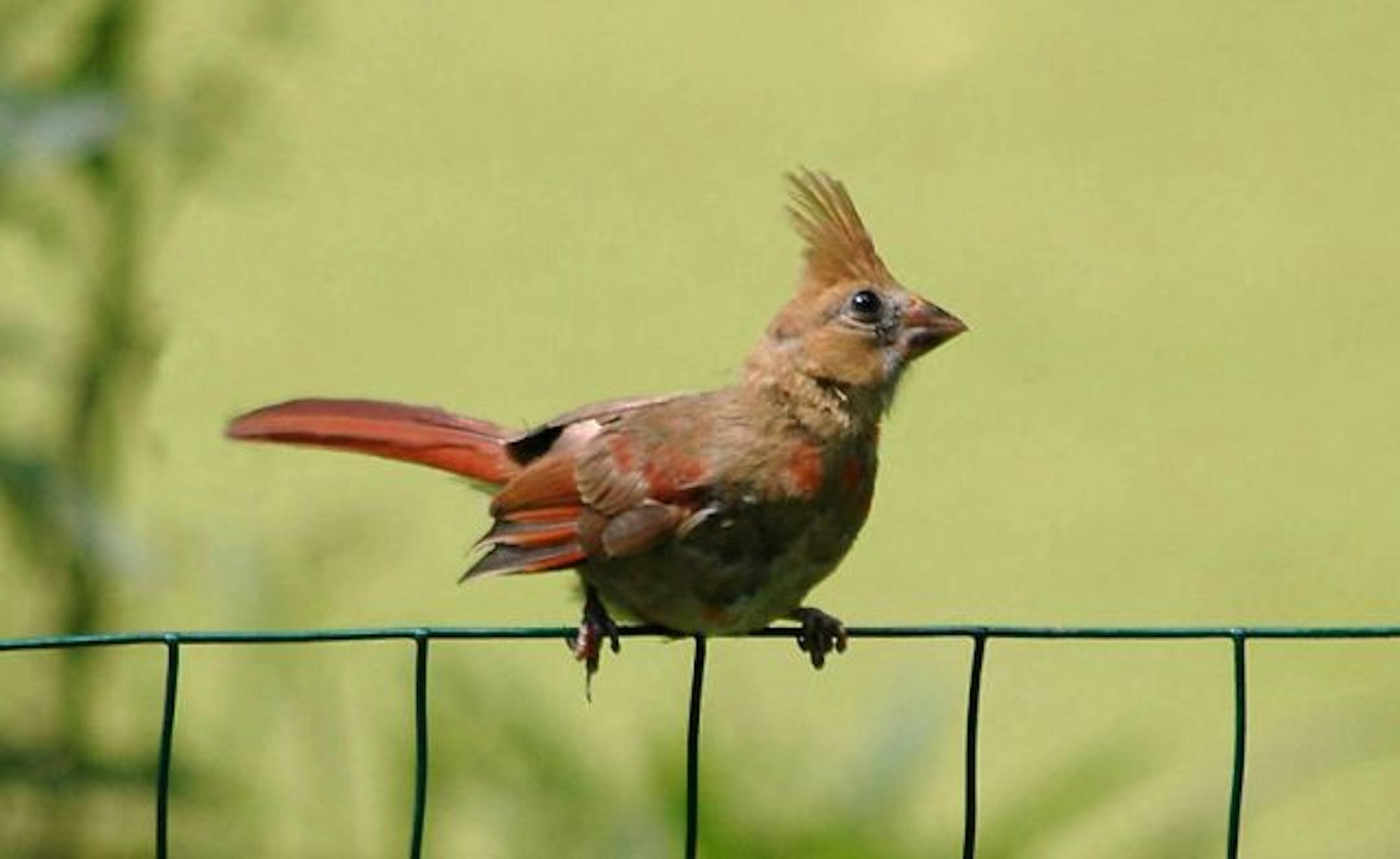 Juvenile cardinal