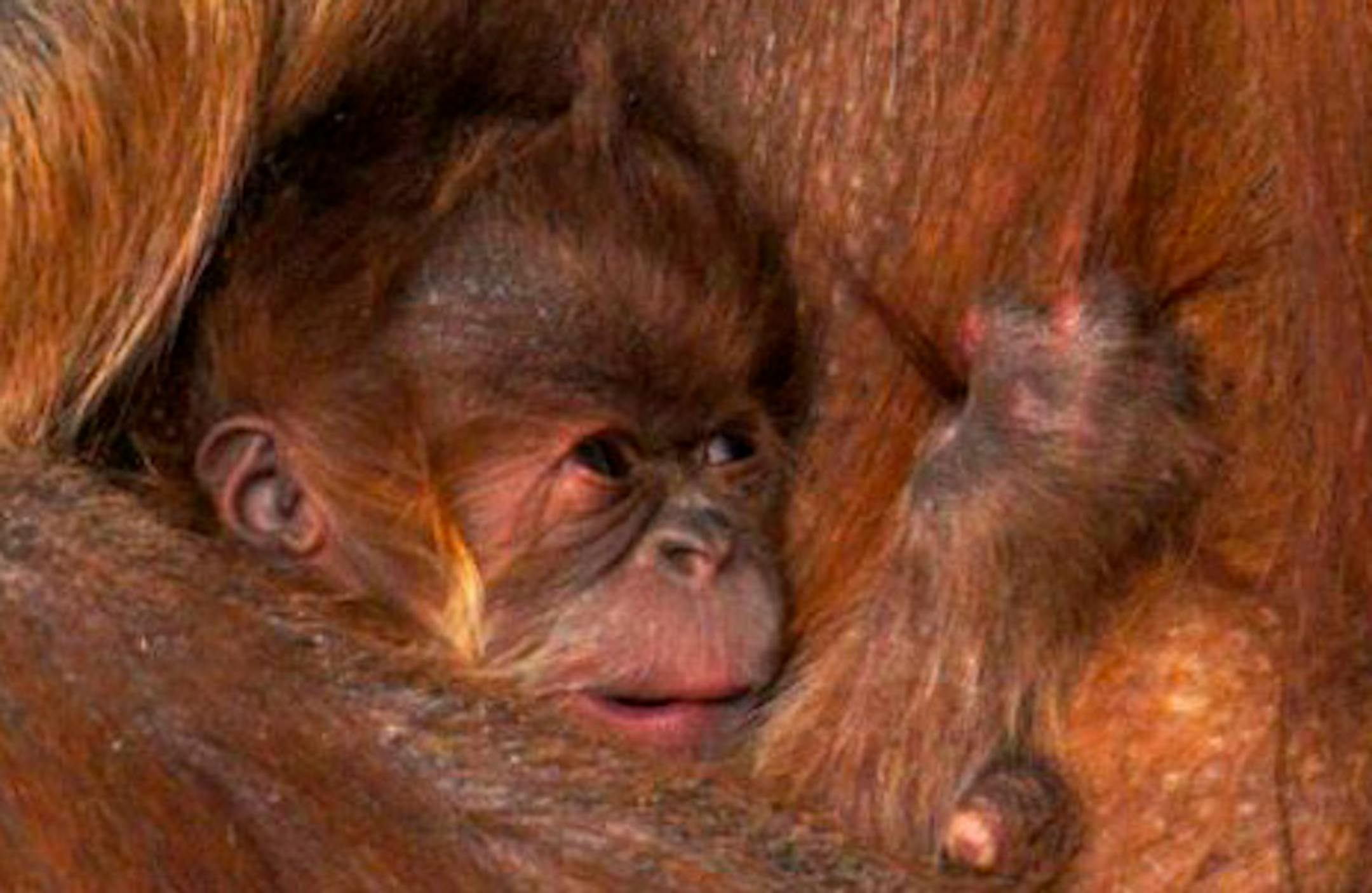 Newborn baby orangutan