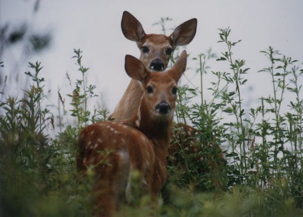 deer // The click of a camera's shutter interrupted a morning reverie by a pair of fawns Monday June 22, 1992, in a field near Afton (Minnesota). Whit
