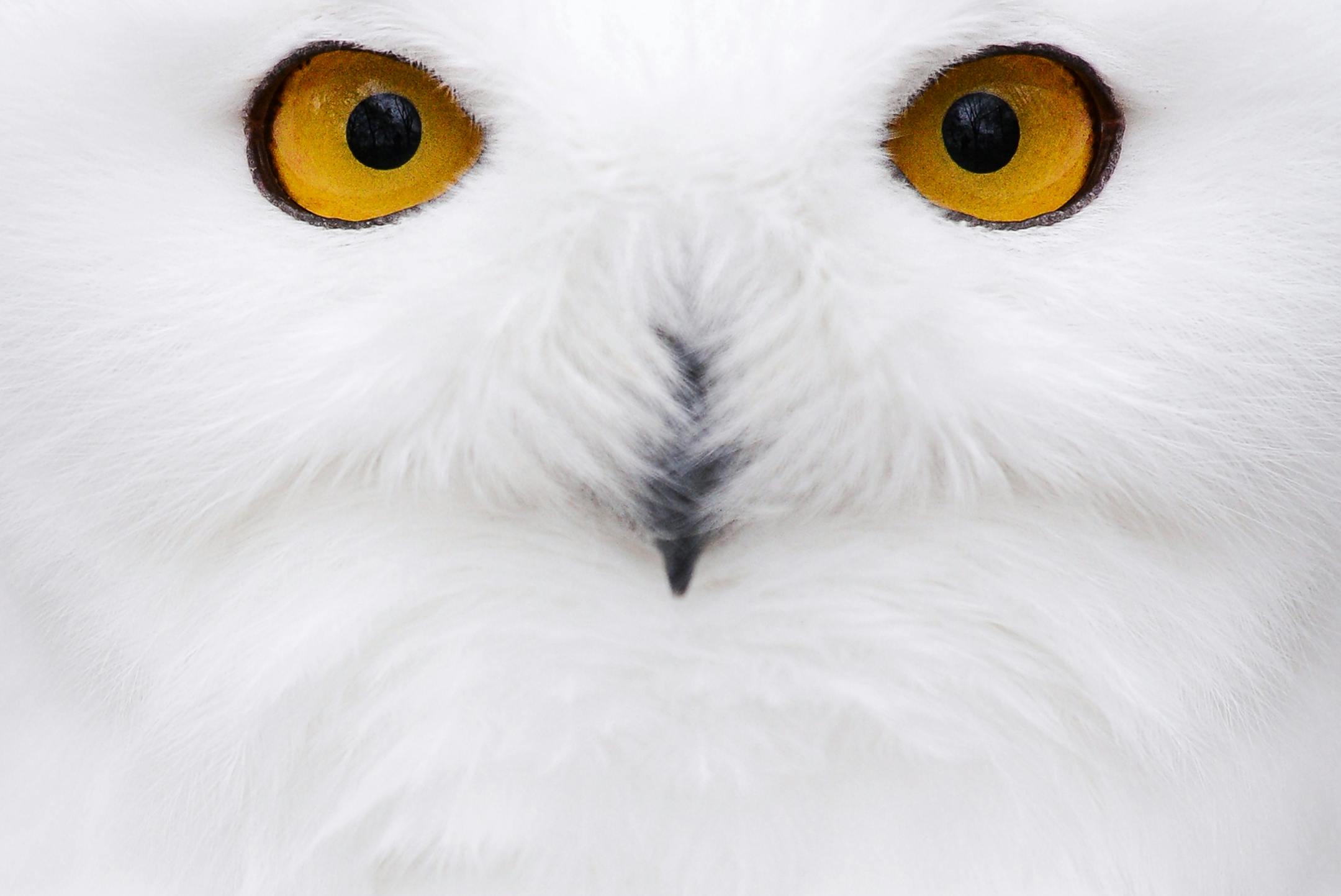 A snowy owl sits in its compound at the zoological garden during low temperatures in Hof, southern Germany, Tuesday, Nov. 5, 2014.